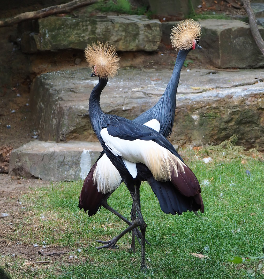 Western black crowned cranes (Balearica pavonina pavonina), 2022-09-04