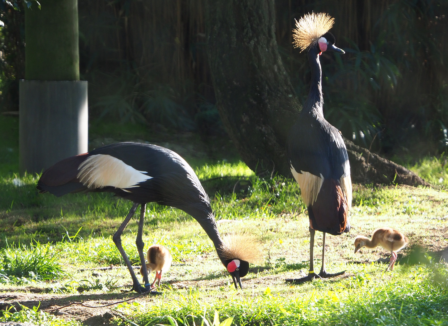 Western black crowned cranes with chicks (Balearica pavonina pavonina), 2020-10-10