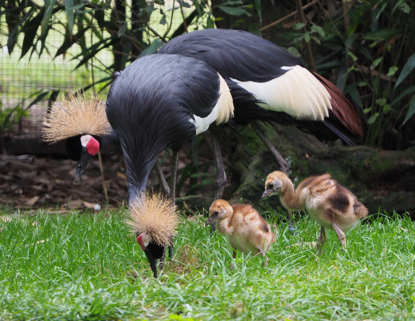 Western black crowned cranes with chicks (Balearica pavonina pavonina), 2020-10-19