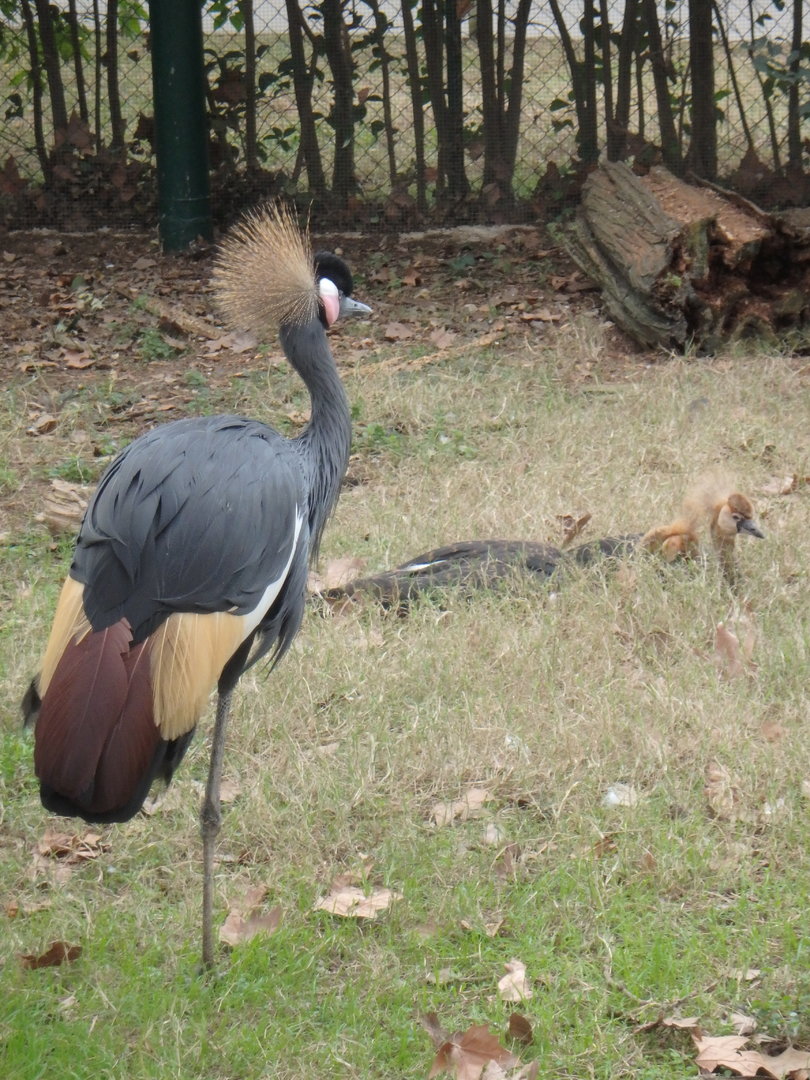 Western black crowned cranes