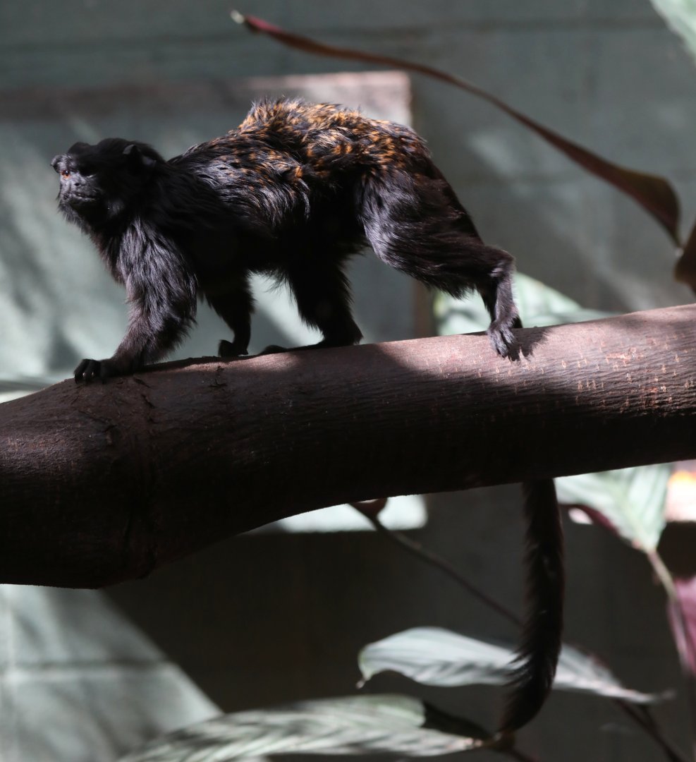 Western Black-handed tamarin (Saguinus niger)
