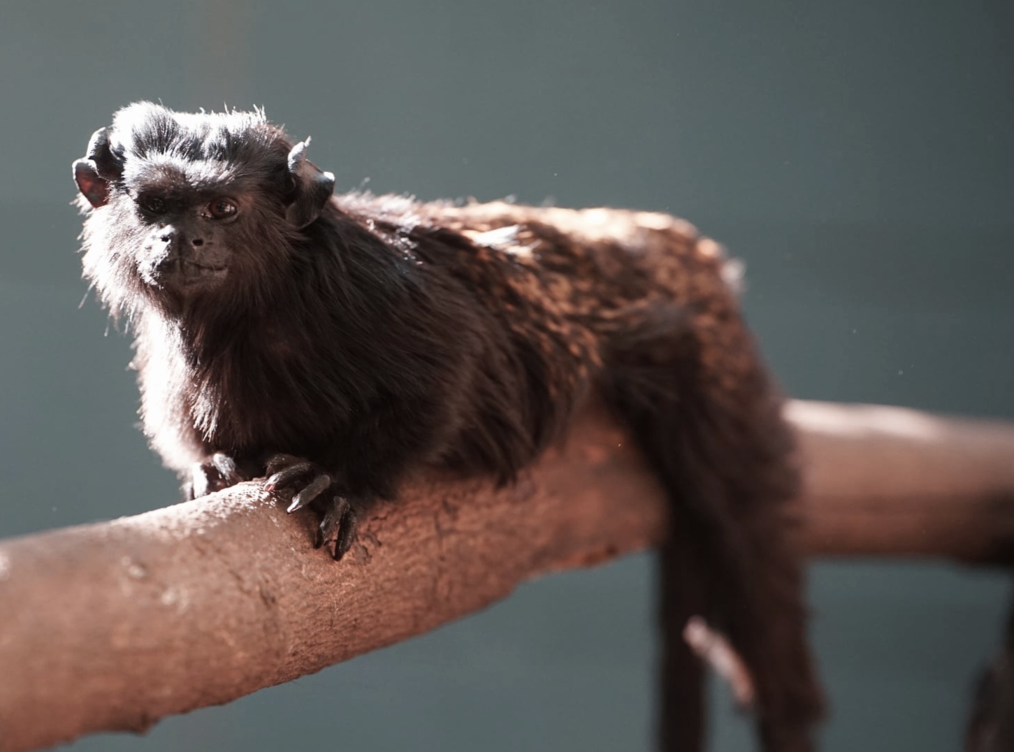 Western Black-handed Tamarin