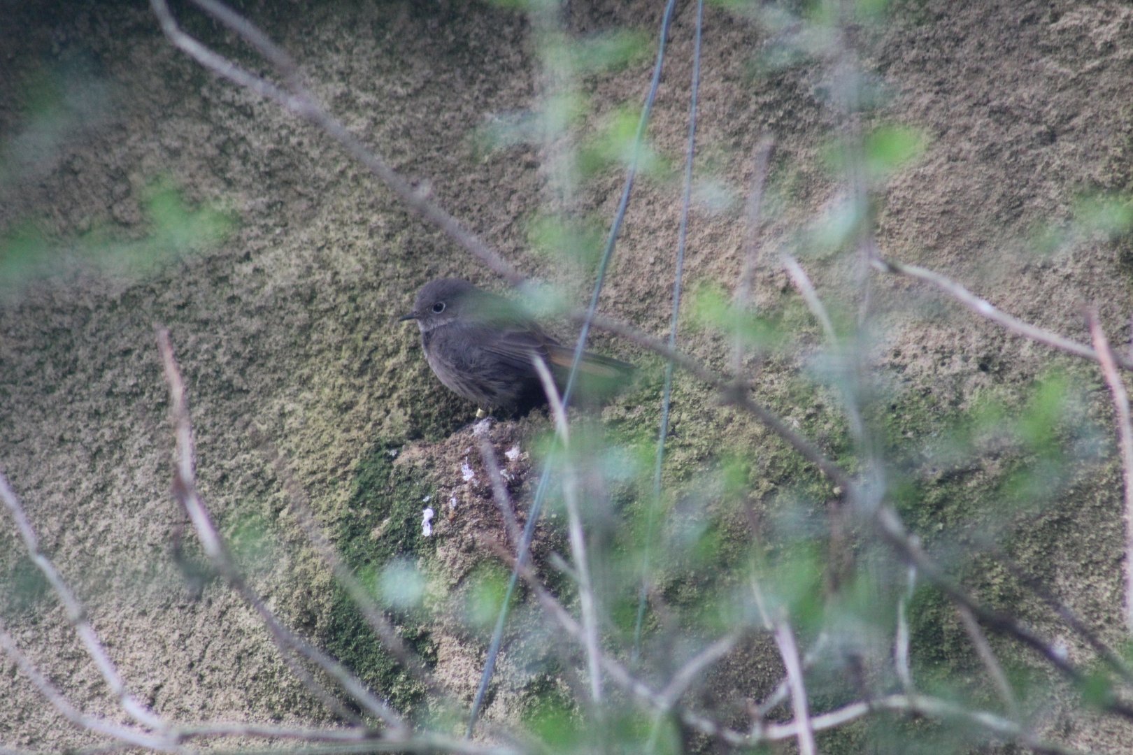 Western Black Redstart