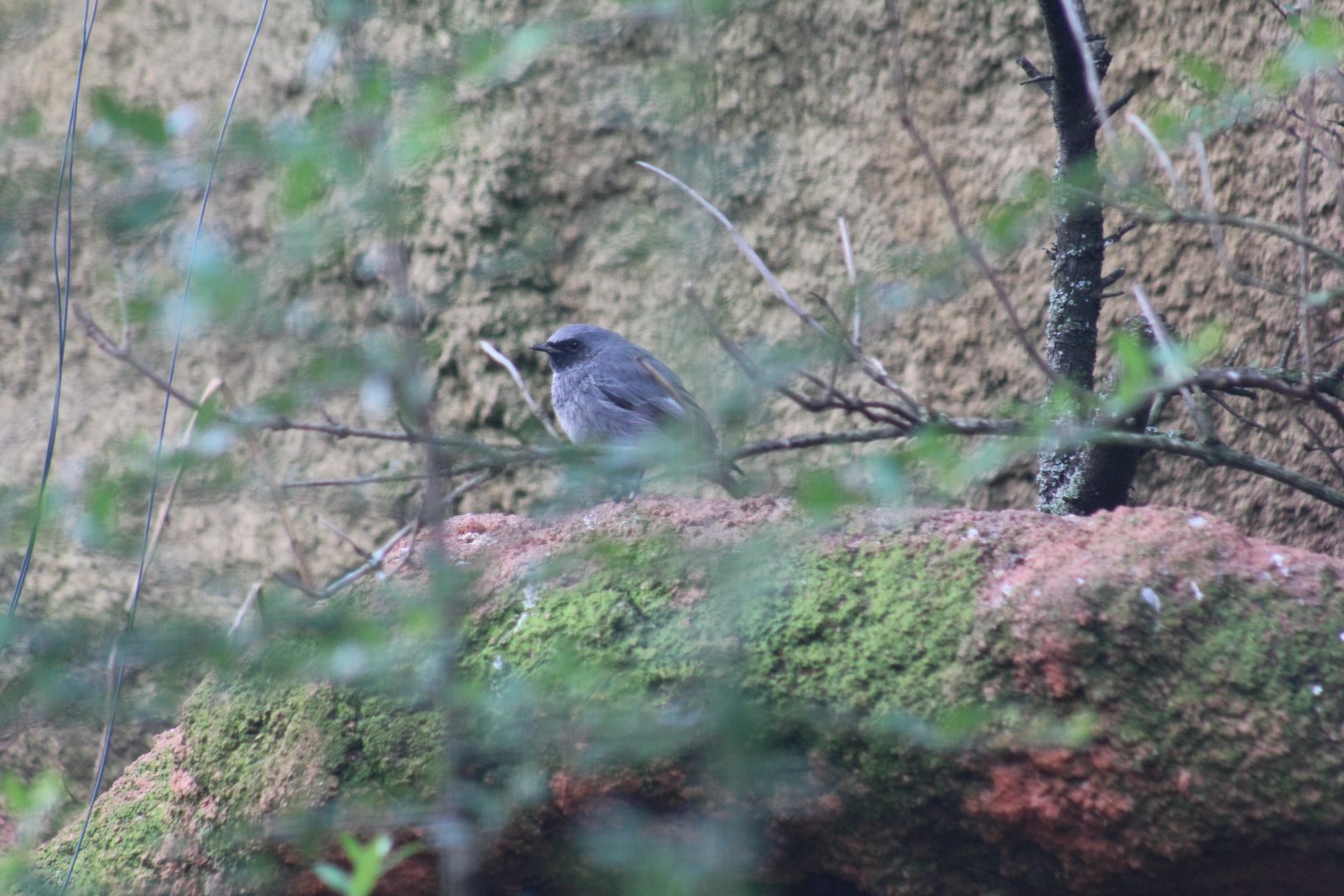 Western Black Redstart