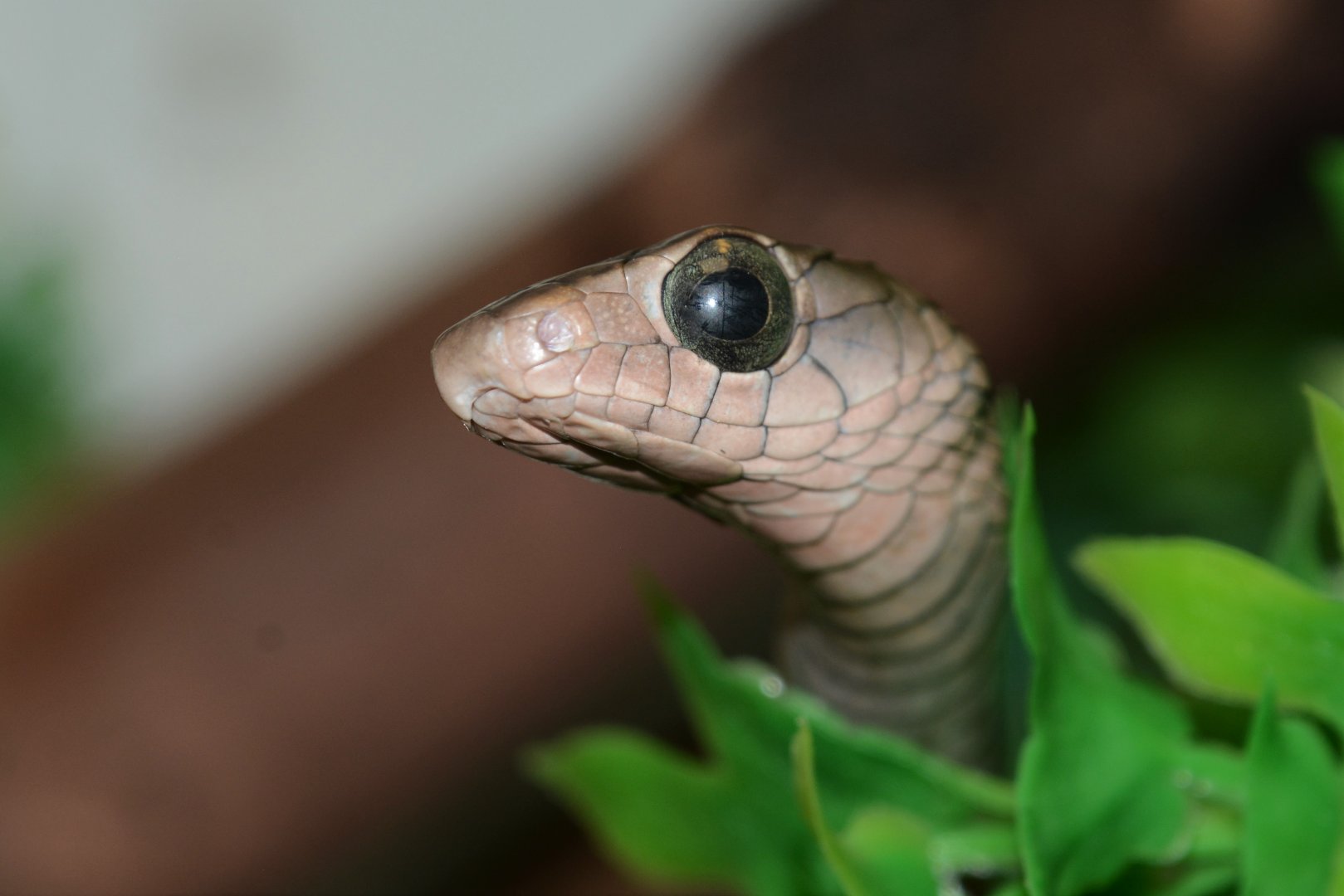 Western black tree snake (Thrasops occidentalis)