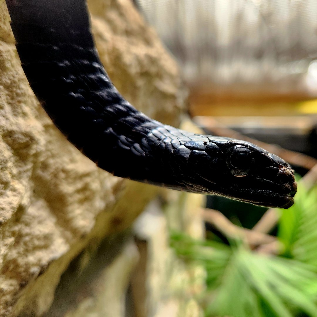 Western Black Tree Snake (Thrasops occidentalis)