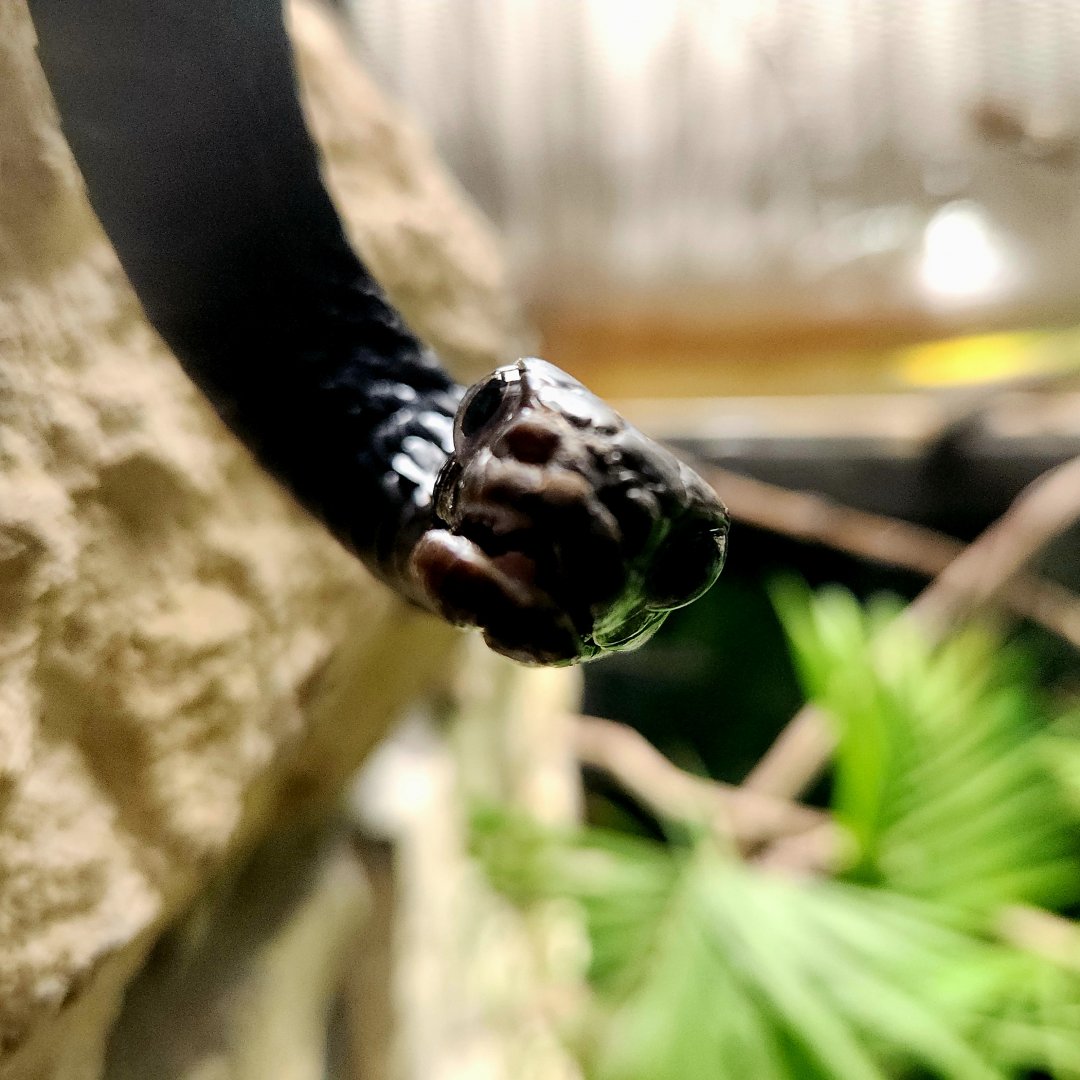 Western Black Tree Snake (Thrasops occidentalis)