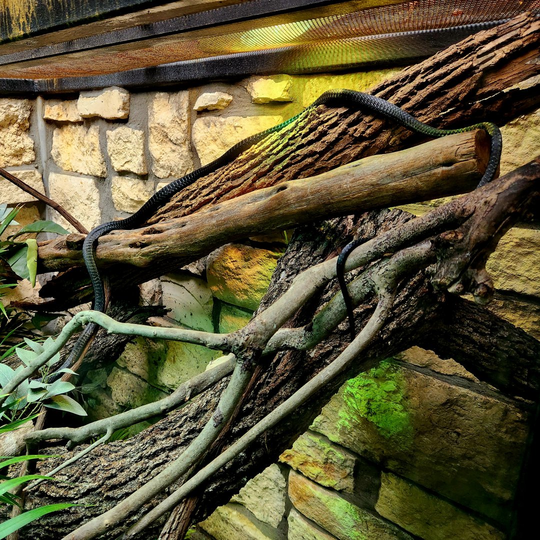 Western Black Tree Snake (Thrasops occidentalis)