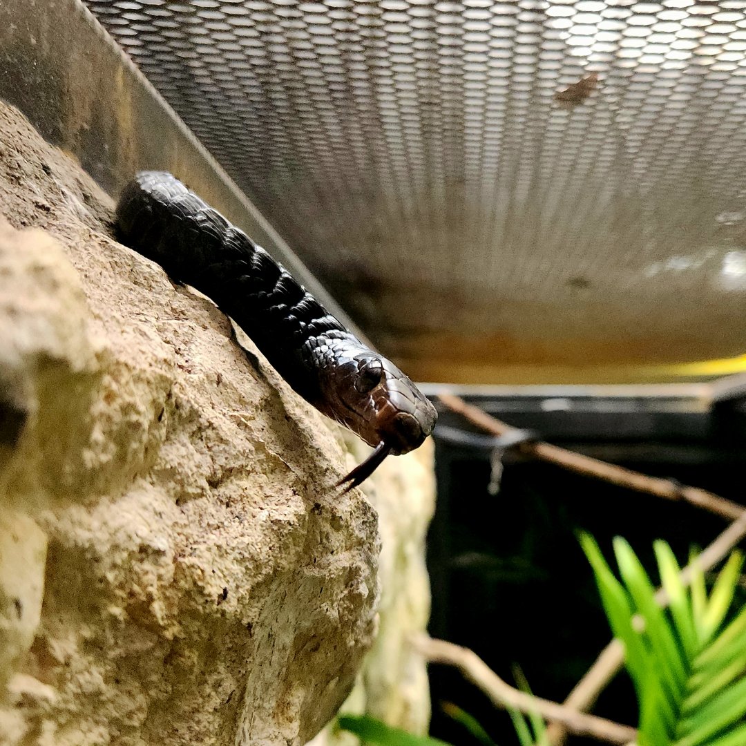 Western Black Tree Snake (Thrasops occidentalis)