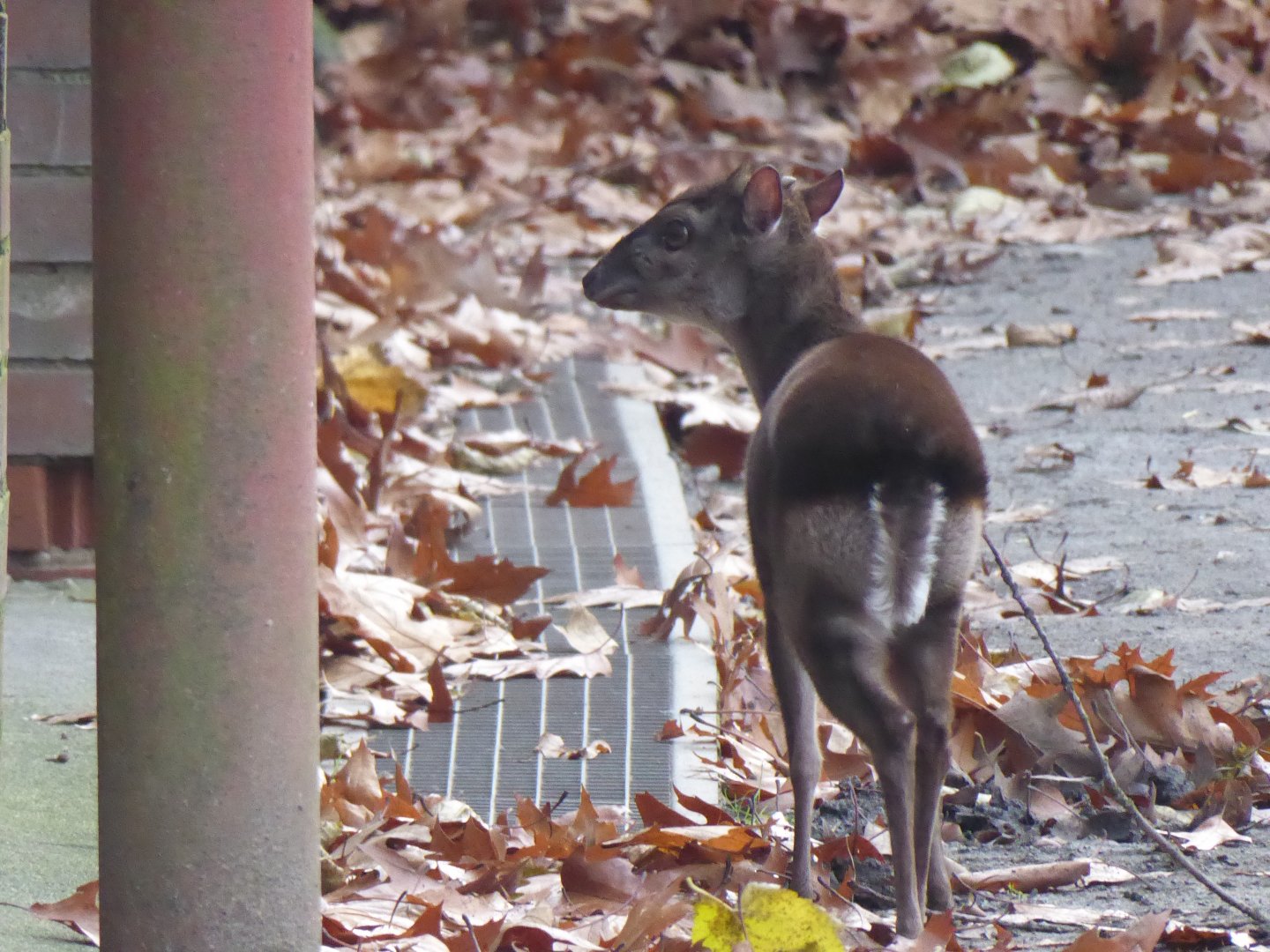 Western blue duiker 011219