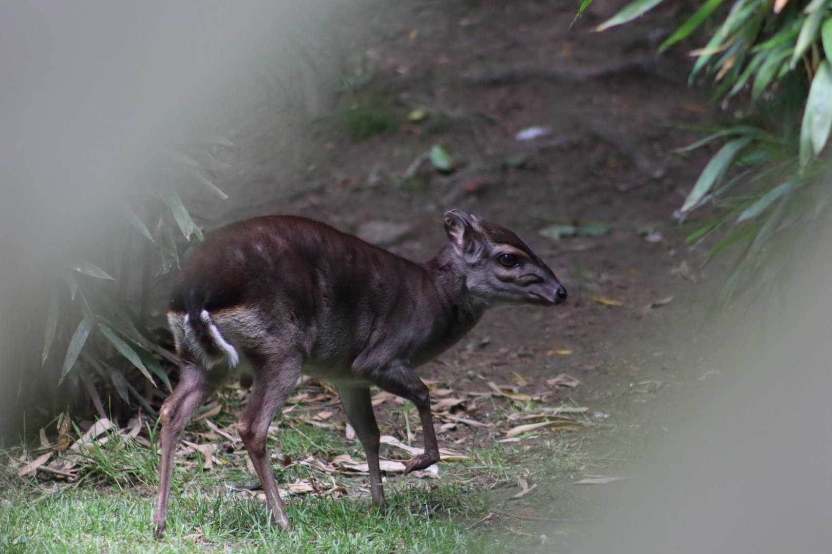 Western blue duiker - 1 July 2021