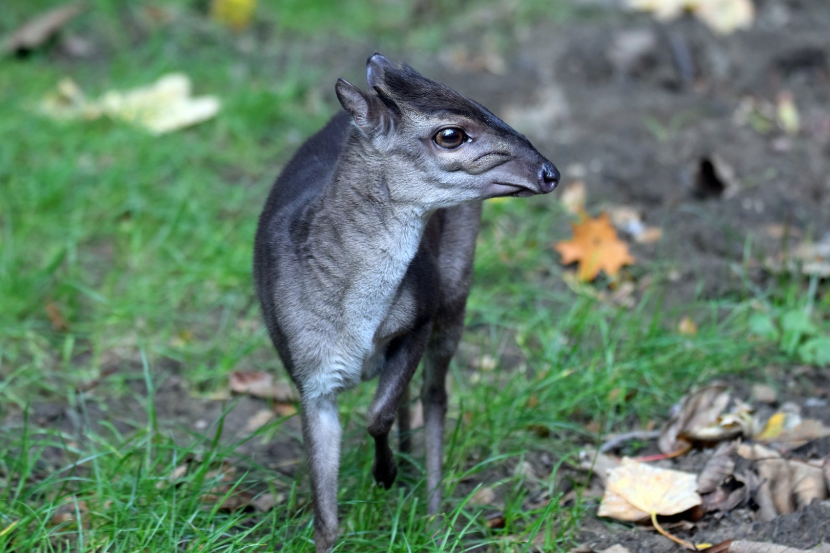 Western blue duiker, 13.10.2019