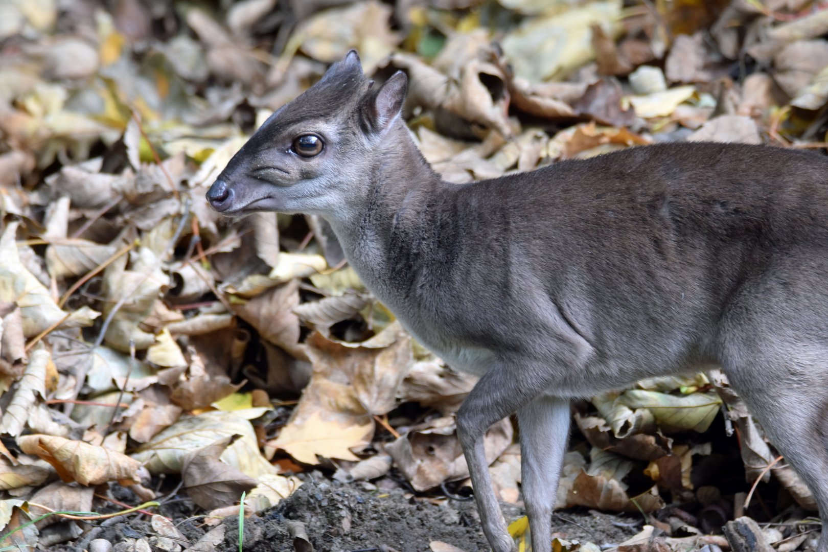 Western blue duiker, 13.10.2019