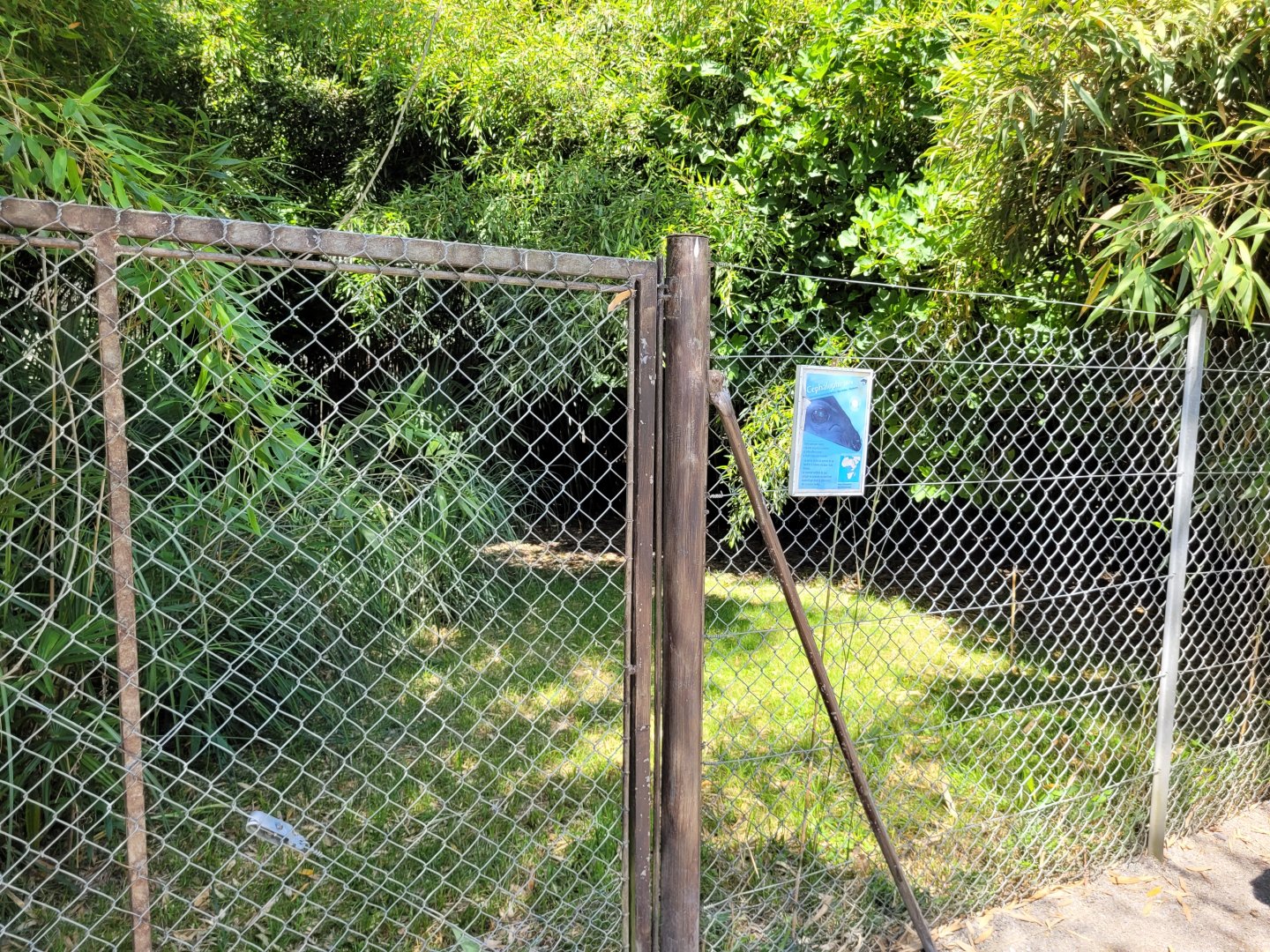 Western blue duiker exhibit -Zoo d'Asson (2022)