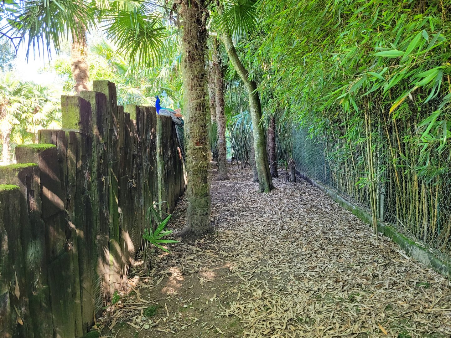 Western blue duiker exhibit -Zoo d'Asson (2022)