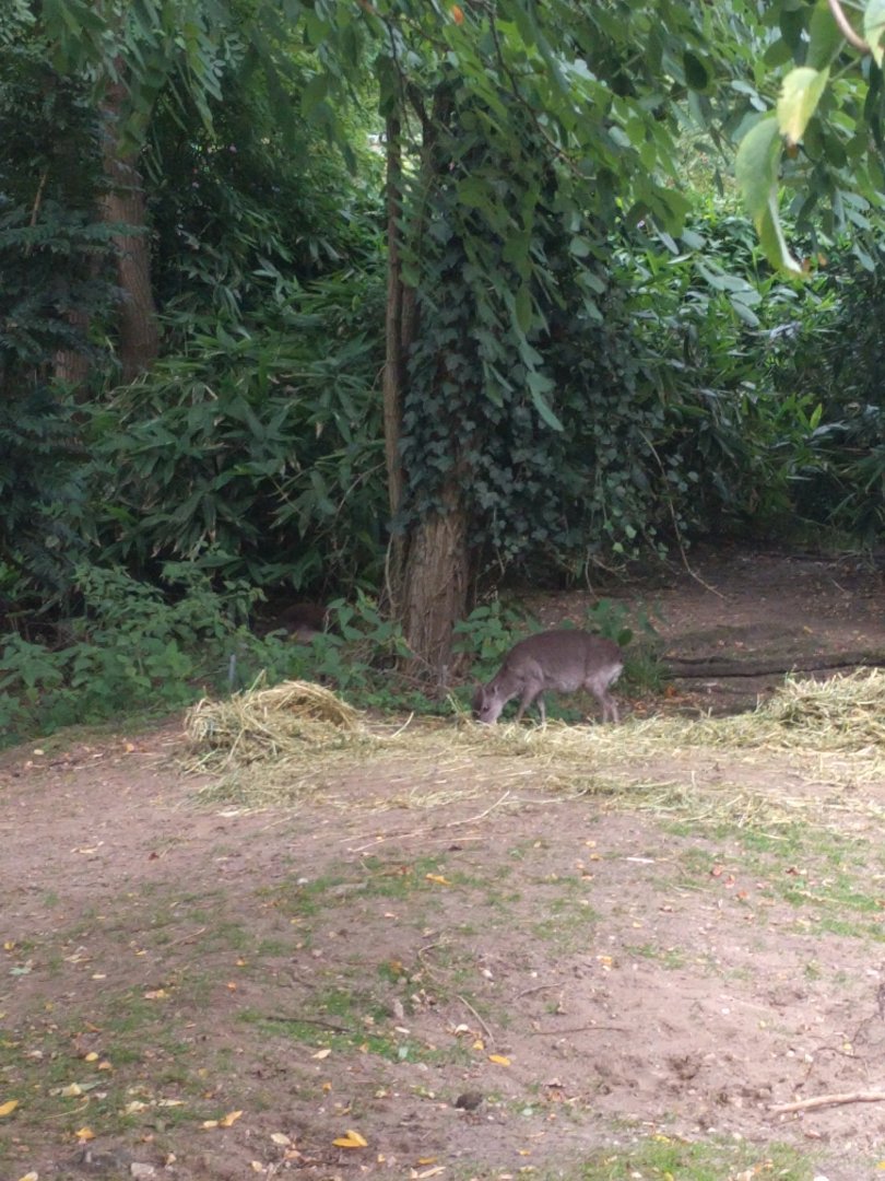 Western blue duiker in Burgers zoo (2017)