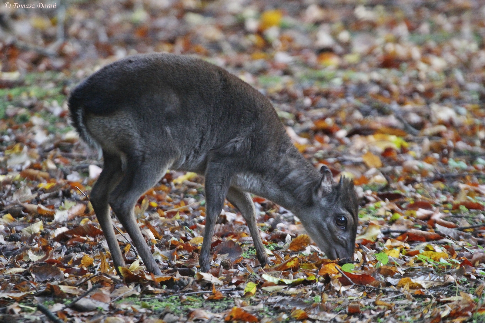 Western Blue Duiker (Philantomba monticola congica)