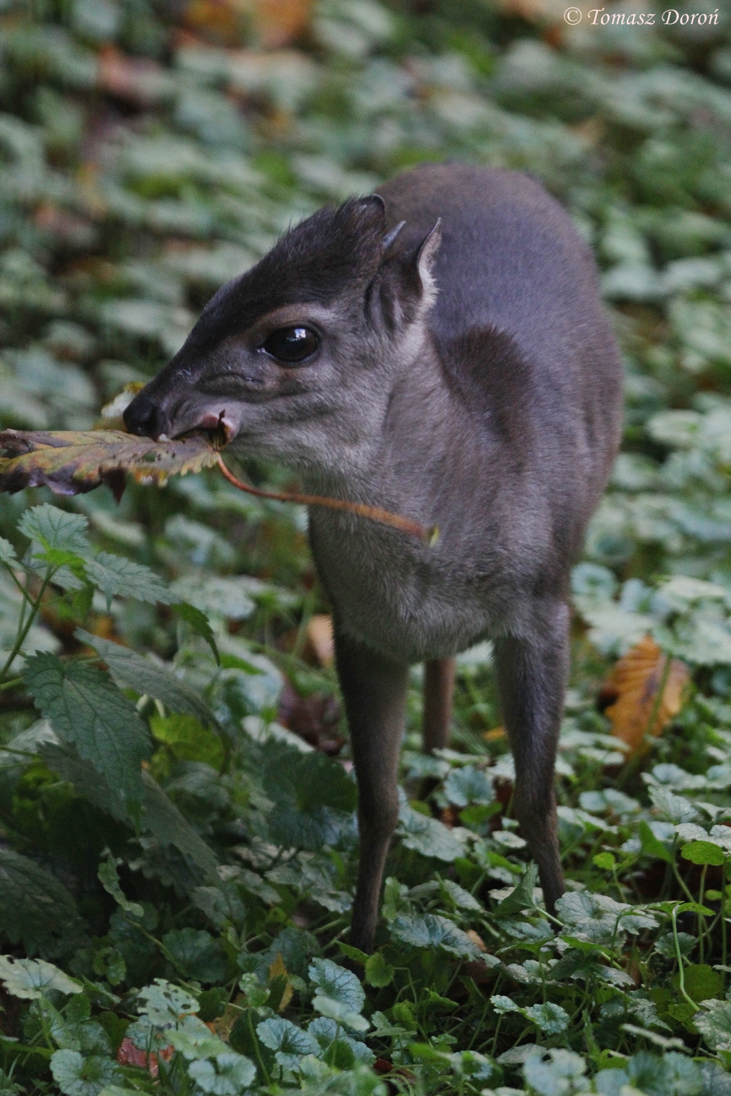 Western Blue Duiker (Philantomba monticola congica)