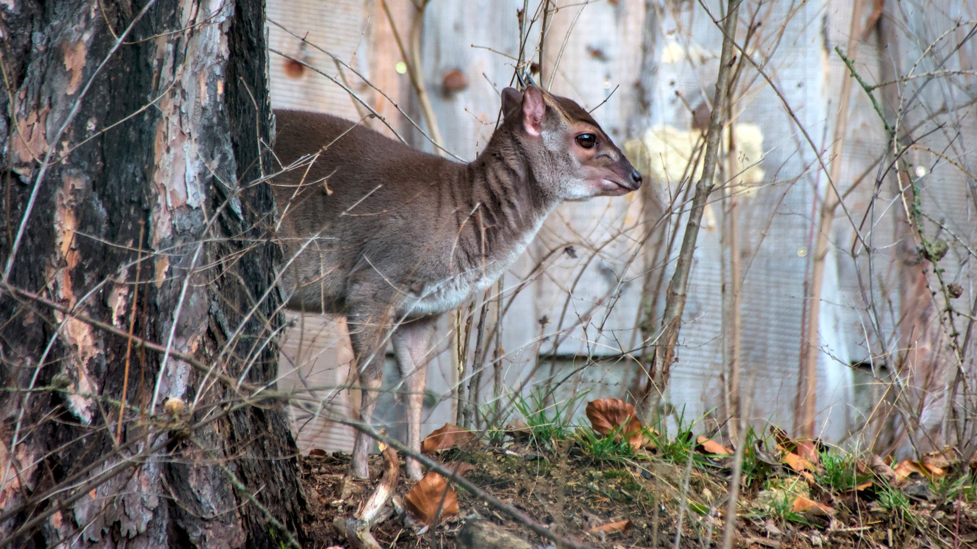 Western blue duiker (Philantomba monticola congica)