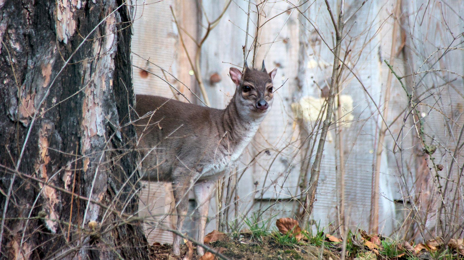 Western blue duiker (Philantomba monticola congica)