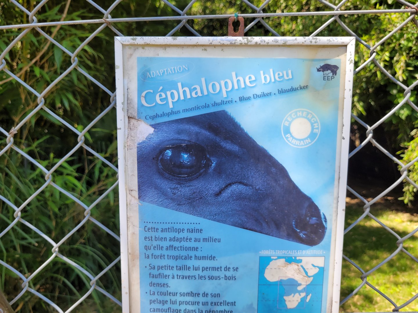 Western blue duiker sign -Zoo d'Asson (2022)