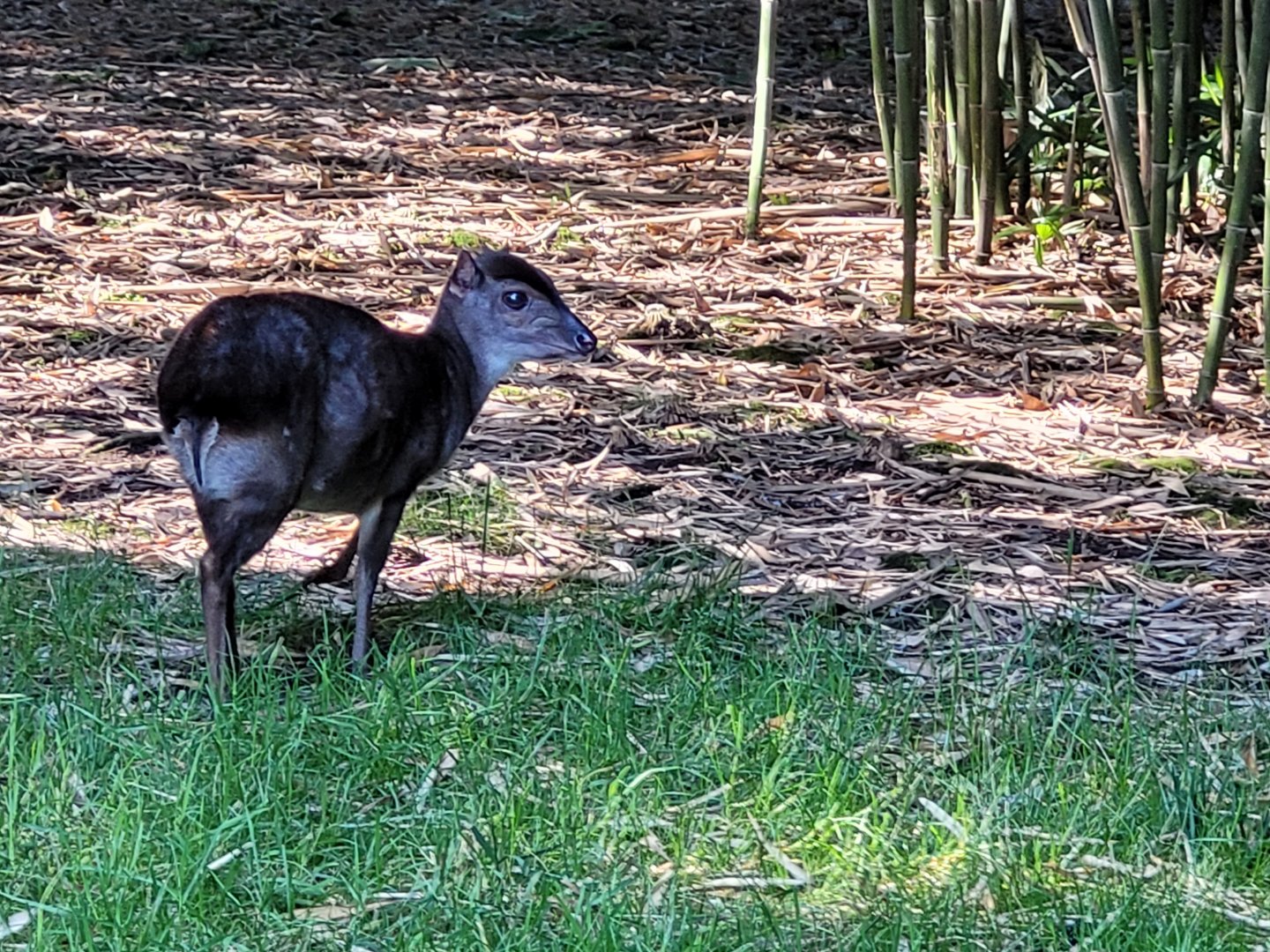 Western blue duiker -Zoo d'Asson (2022)