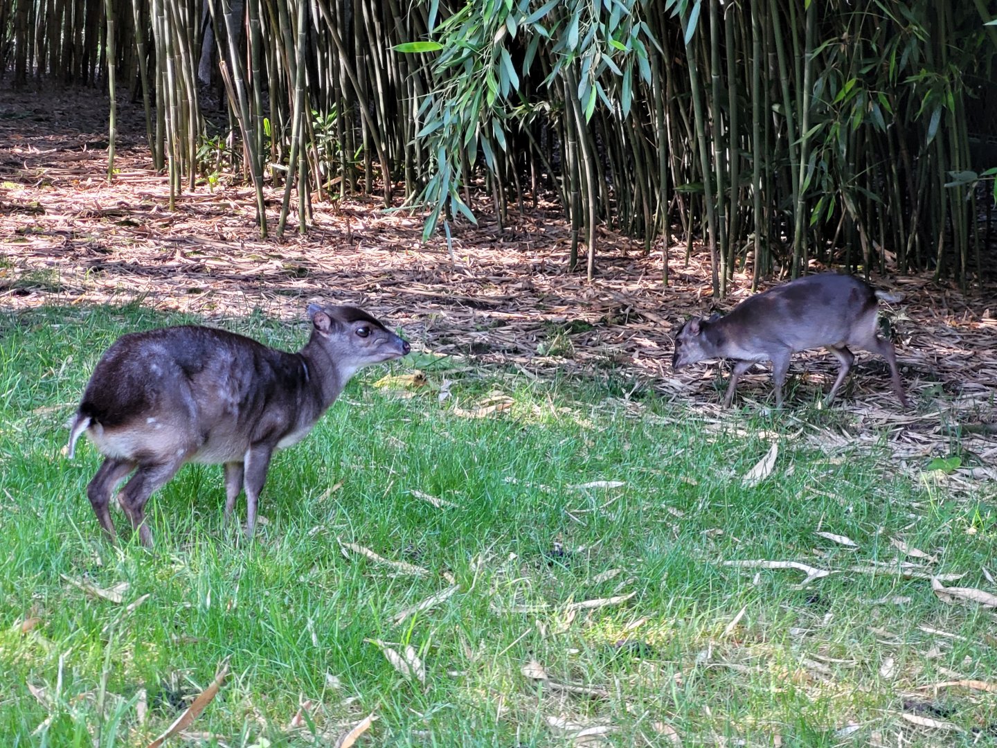 Western blue duiker -Zoo d'Asson (2022)