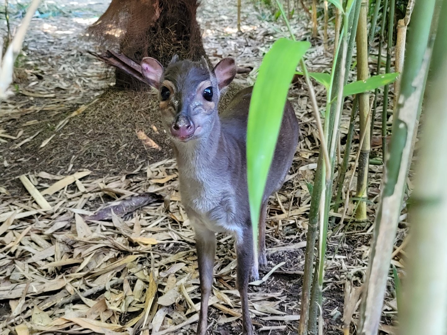 Western blue duiker -Zoo d'Asson (2022)