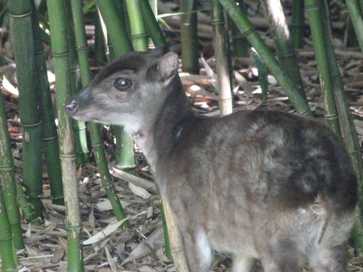 Western blue duiker -Zoo d'Asson (2025)