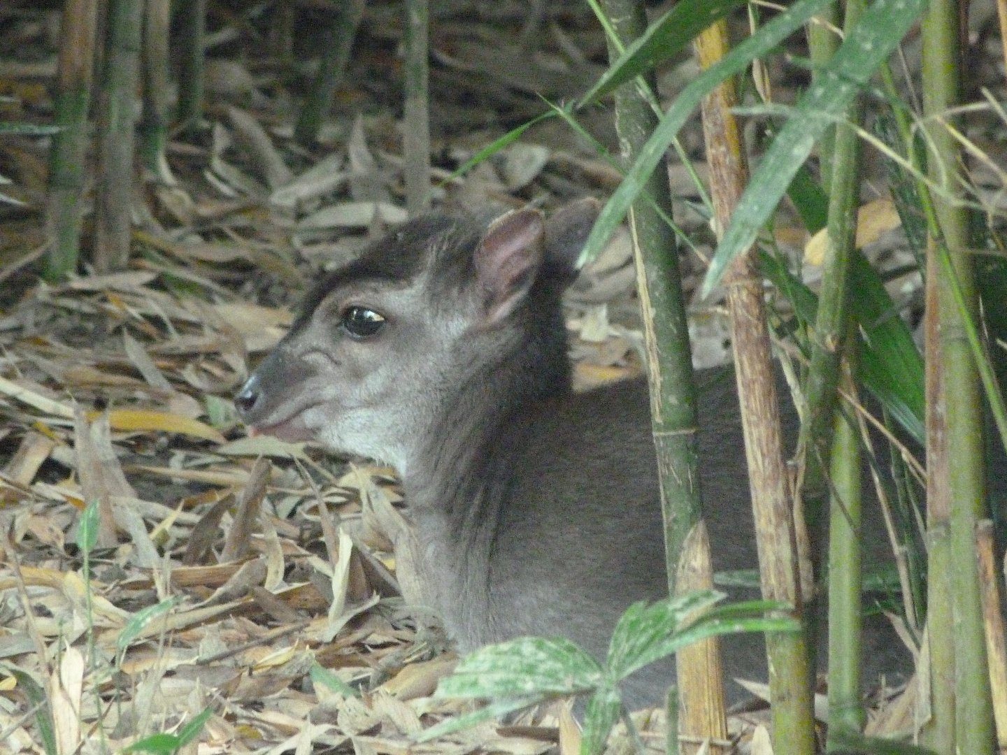 Western blue duiker -Zoo d'Asson (2025)