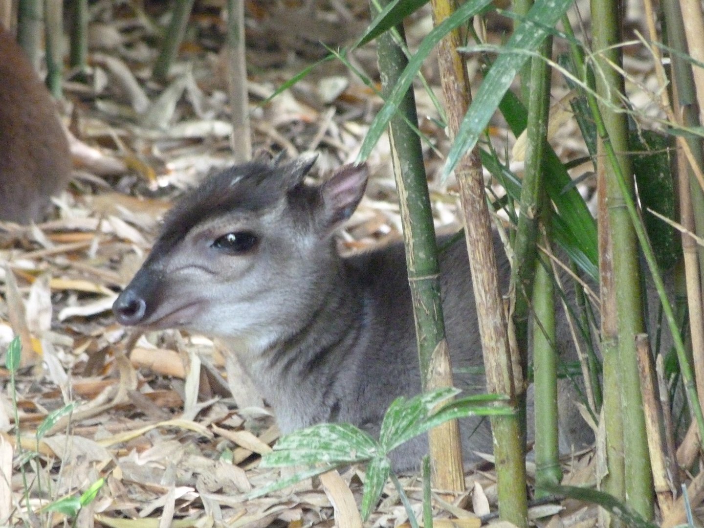 Western blue duiker -Zoo d'Asson (2025)