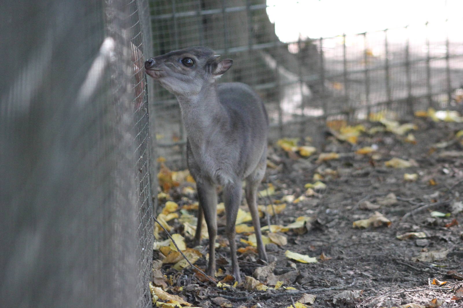 Western blue duiker