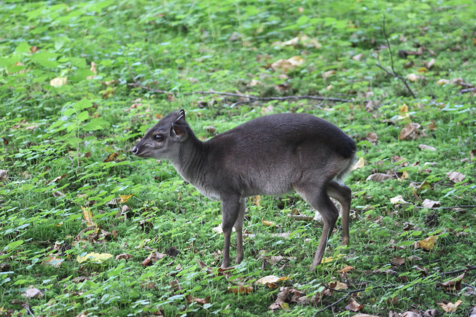 Western blue duiker