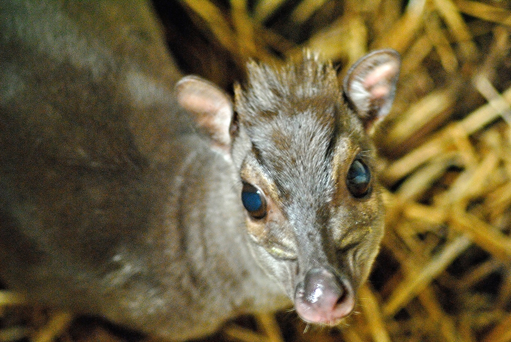 Western blue duiker