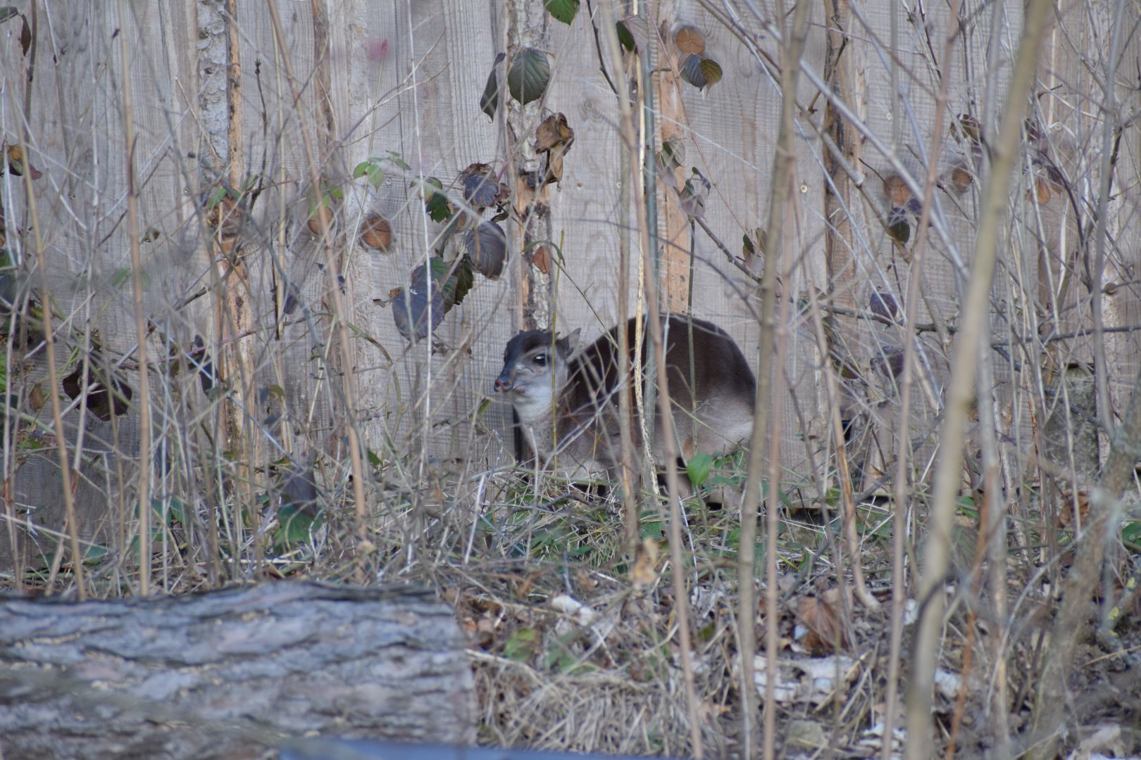Western blue duiker