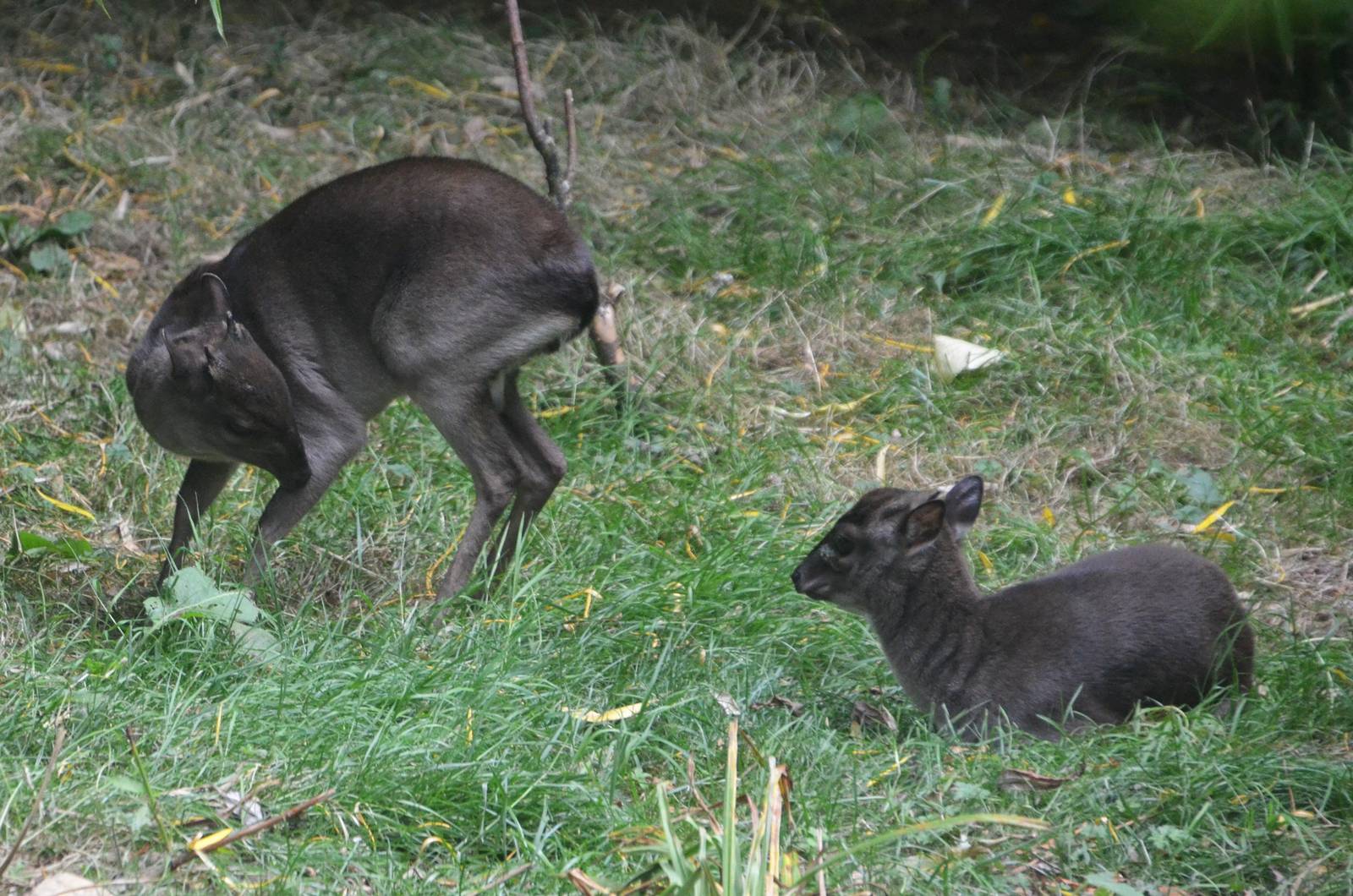 Western Blue Duikers at Colchester, 13/08/16