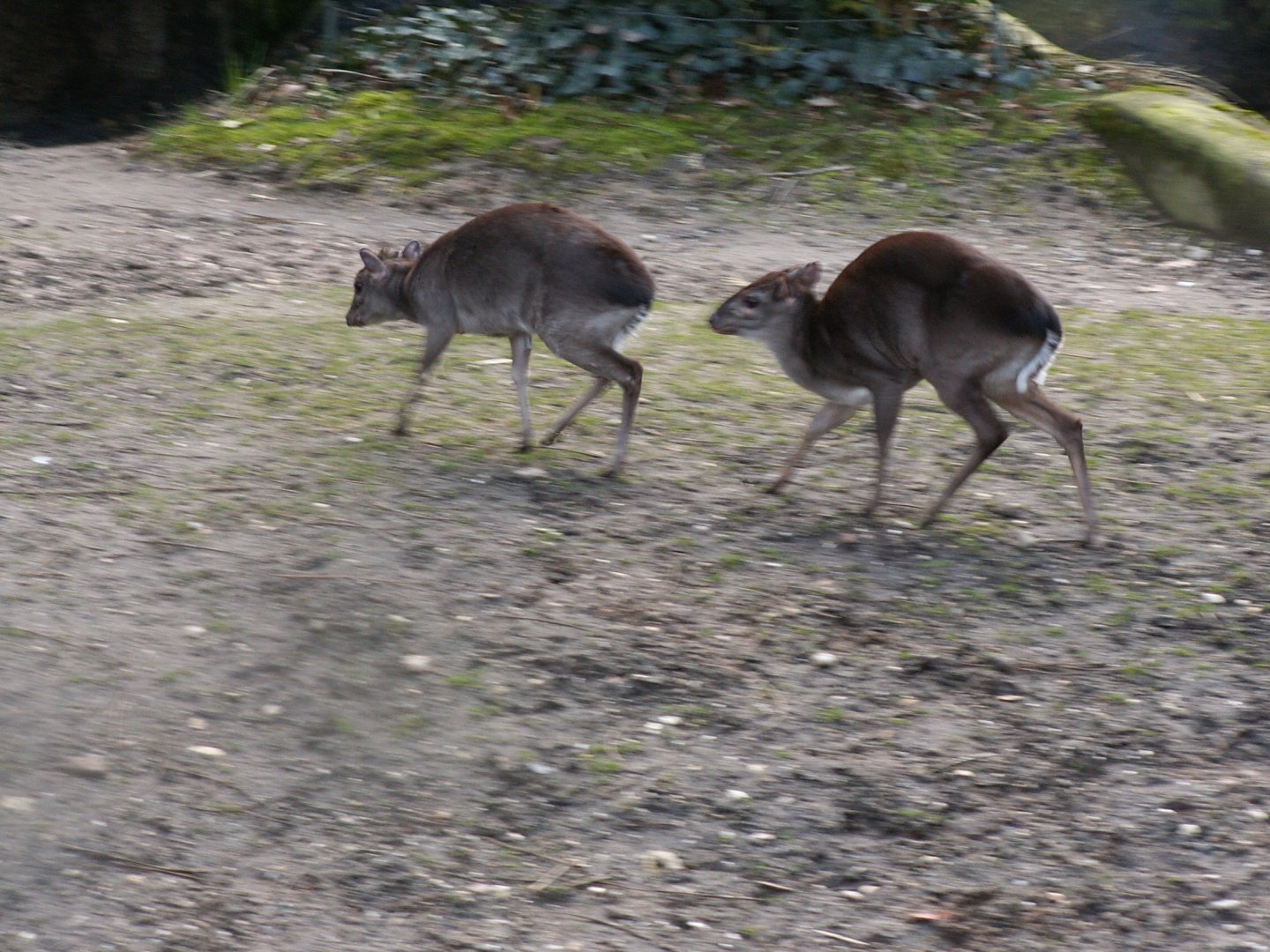 Western blue duikers - March 2009