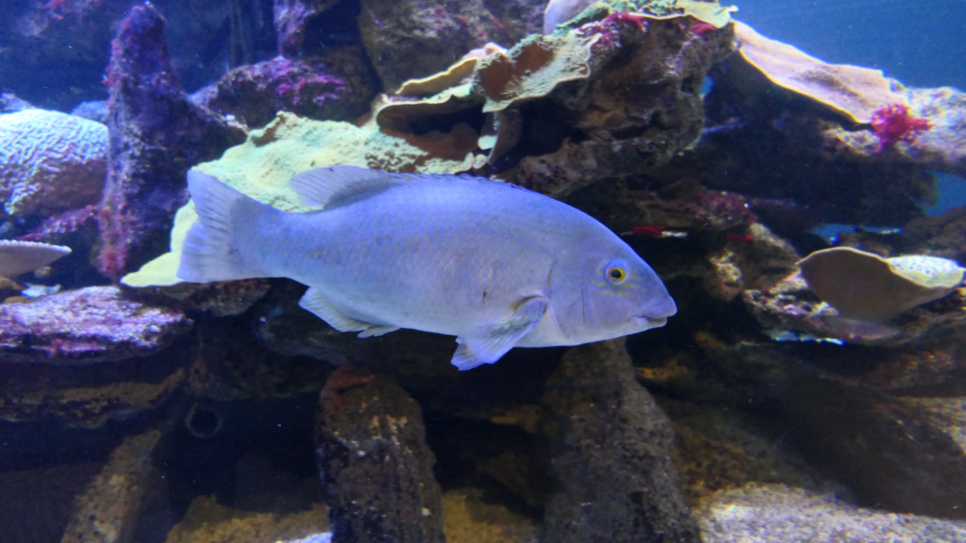 Western Blue Groper (Achoerodus gouldii) - Dolphin Discovery Centre, Bunbury