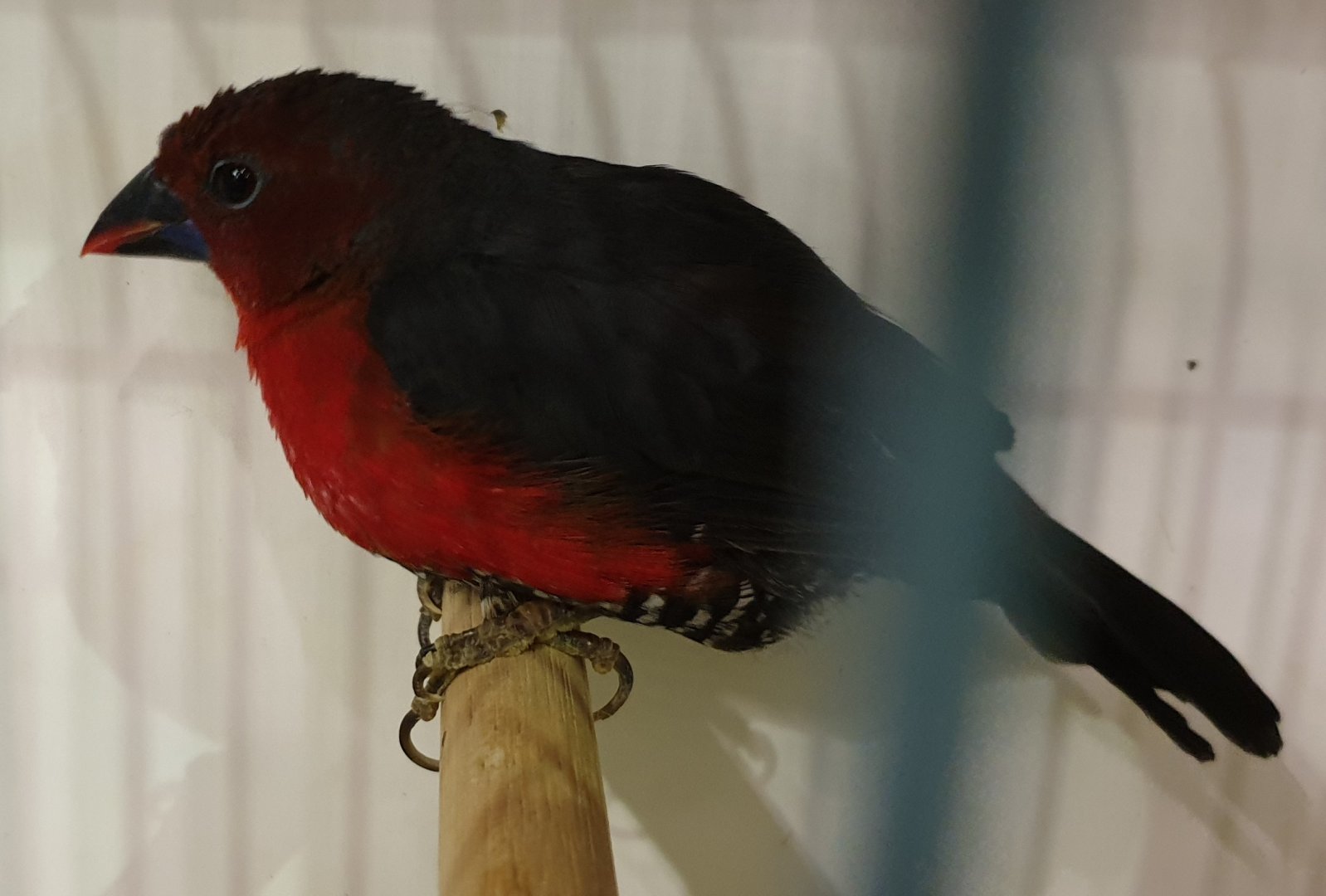 Western bluebill - female