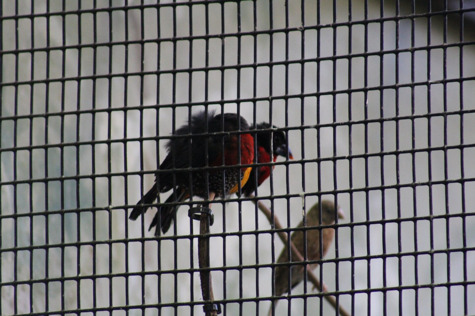 Western Bluebill Finches?