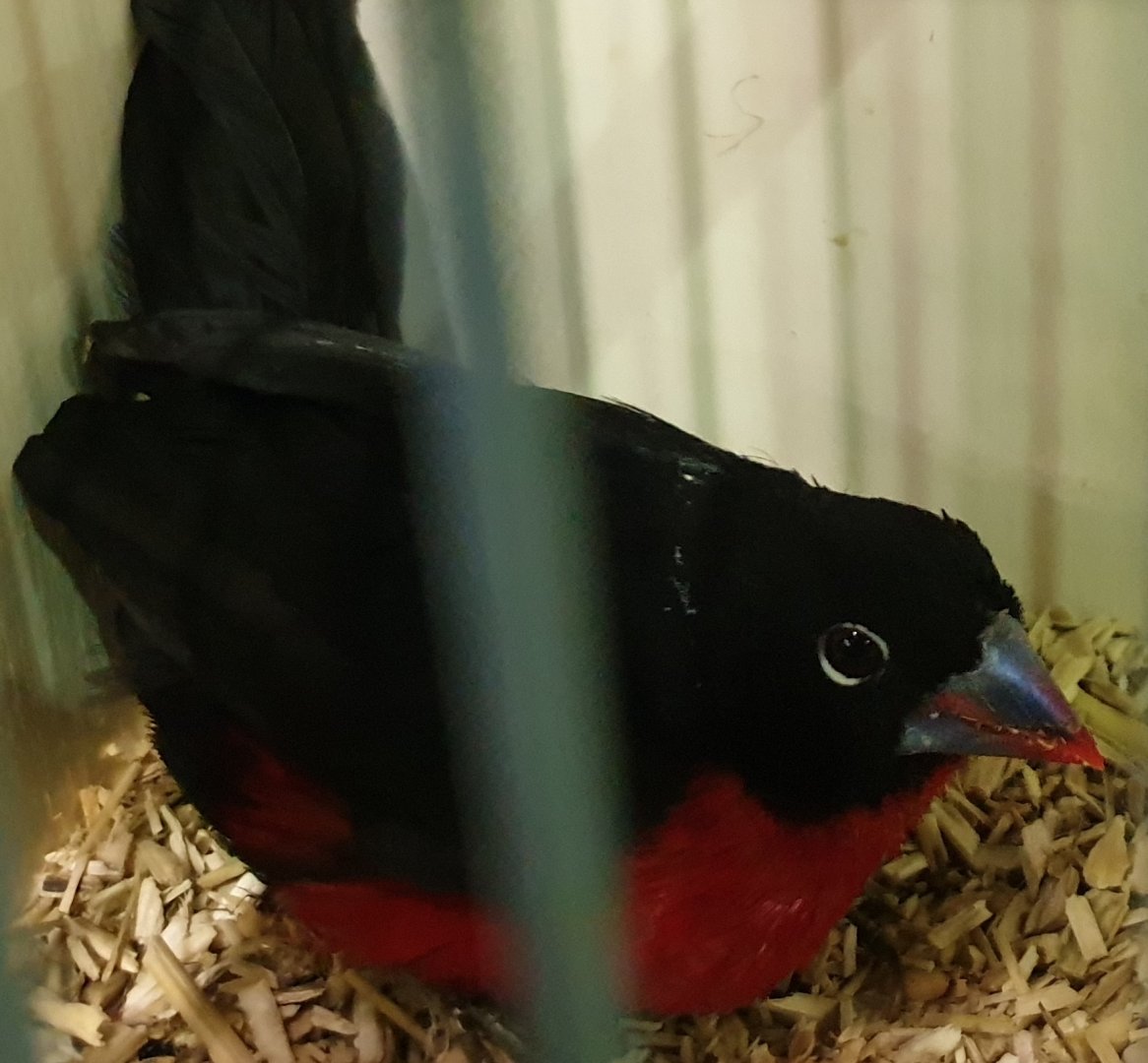 Western bluebill - male