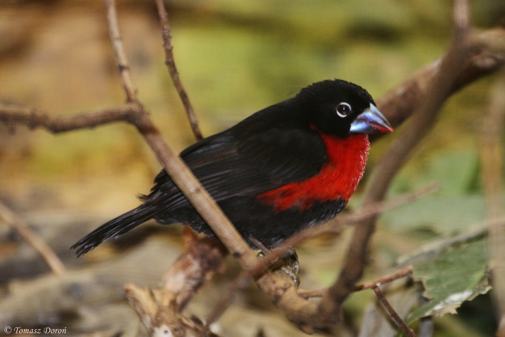 Western Bluebill (Spermophaga haematina) male