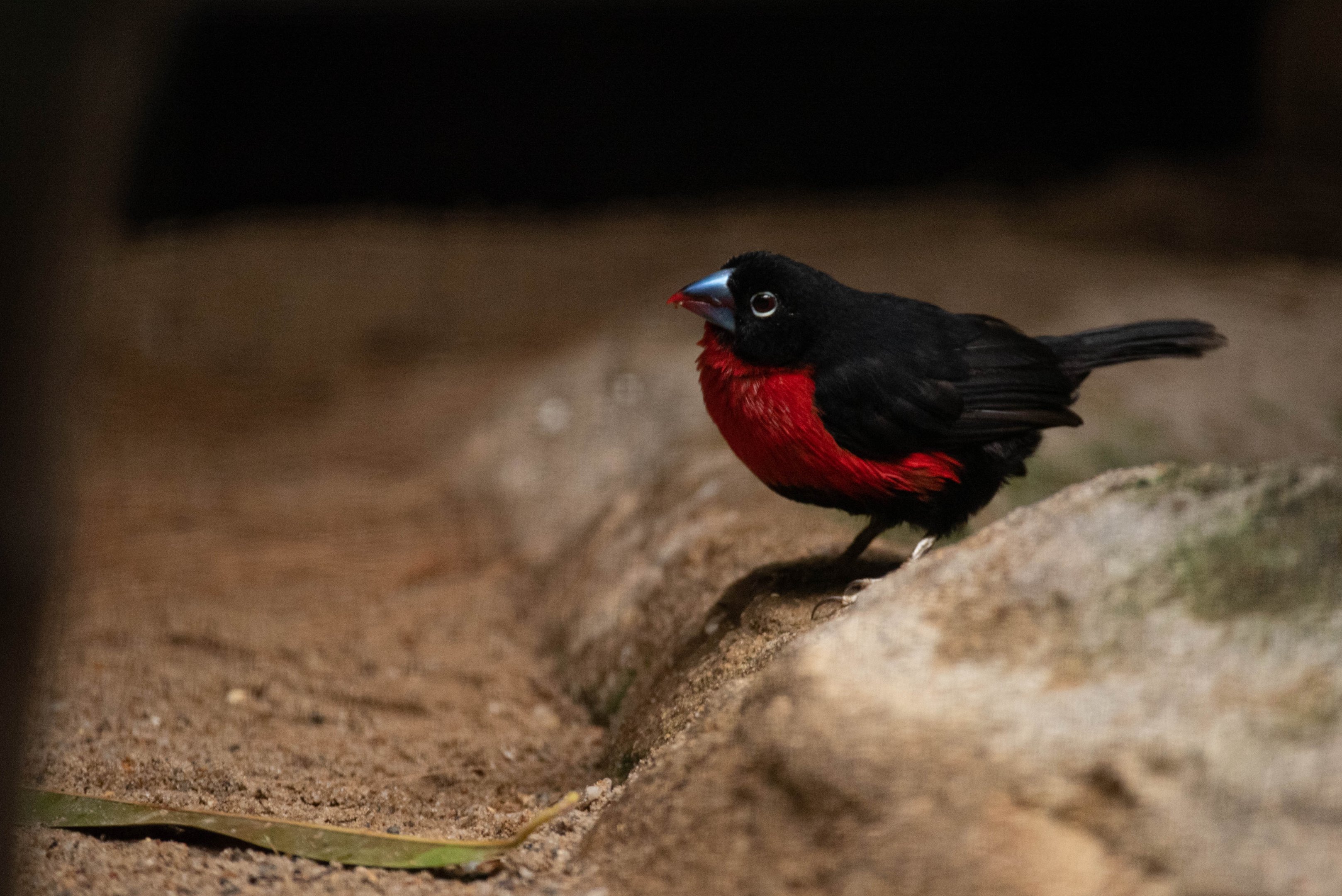Western bluebill - Spermophaga haematina
