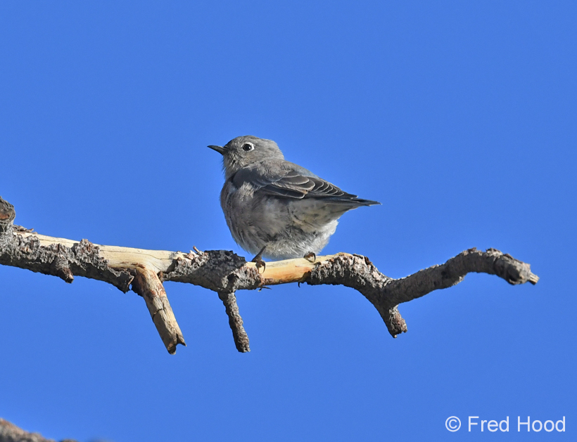 western bluebird (female)