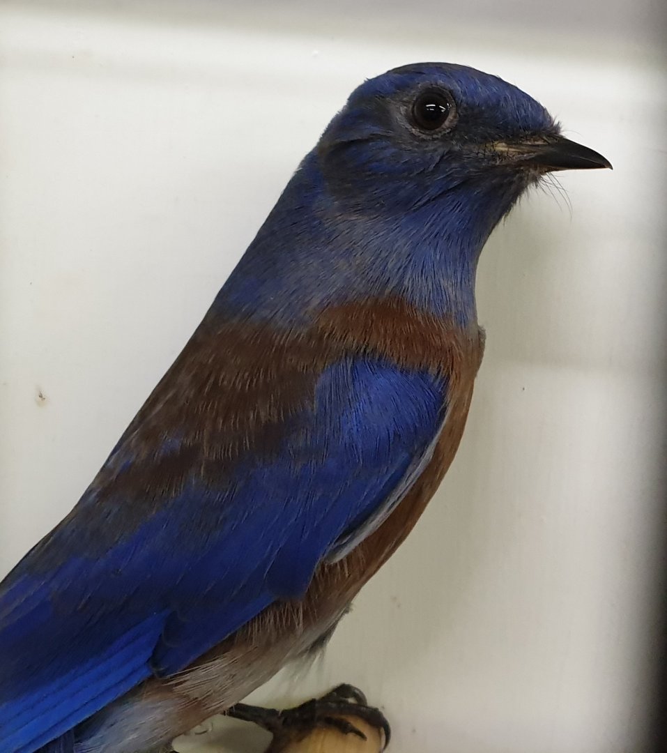 Western bluebird - male