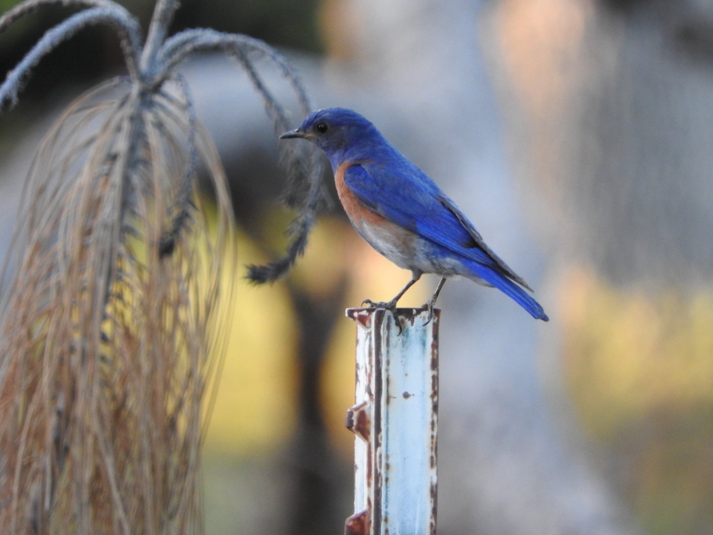 Western Bluebird male