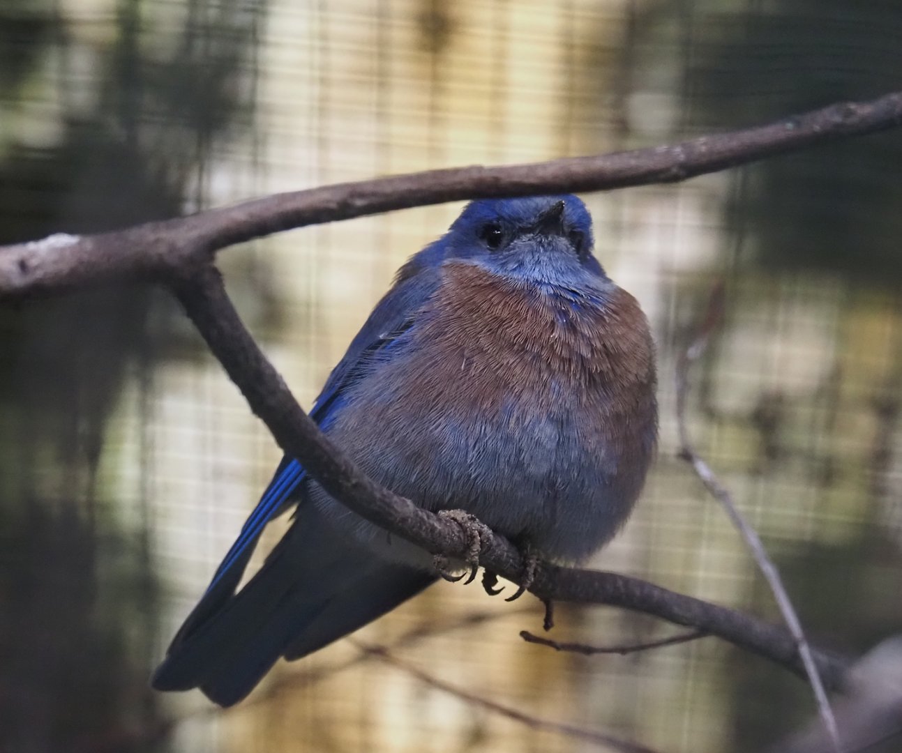 Western bluebird (Sialia mexicana), 2024-05-22