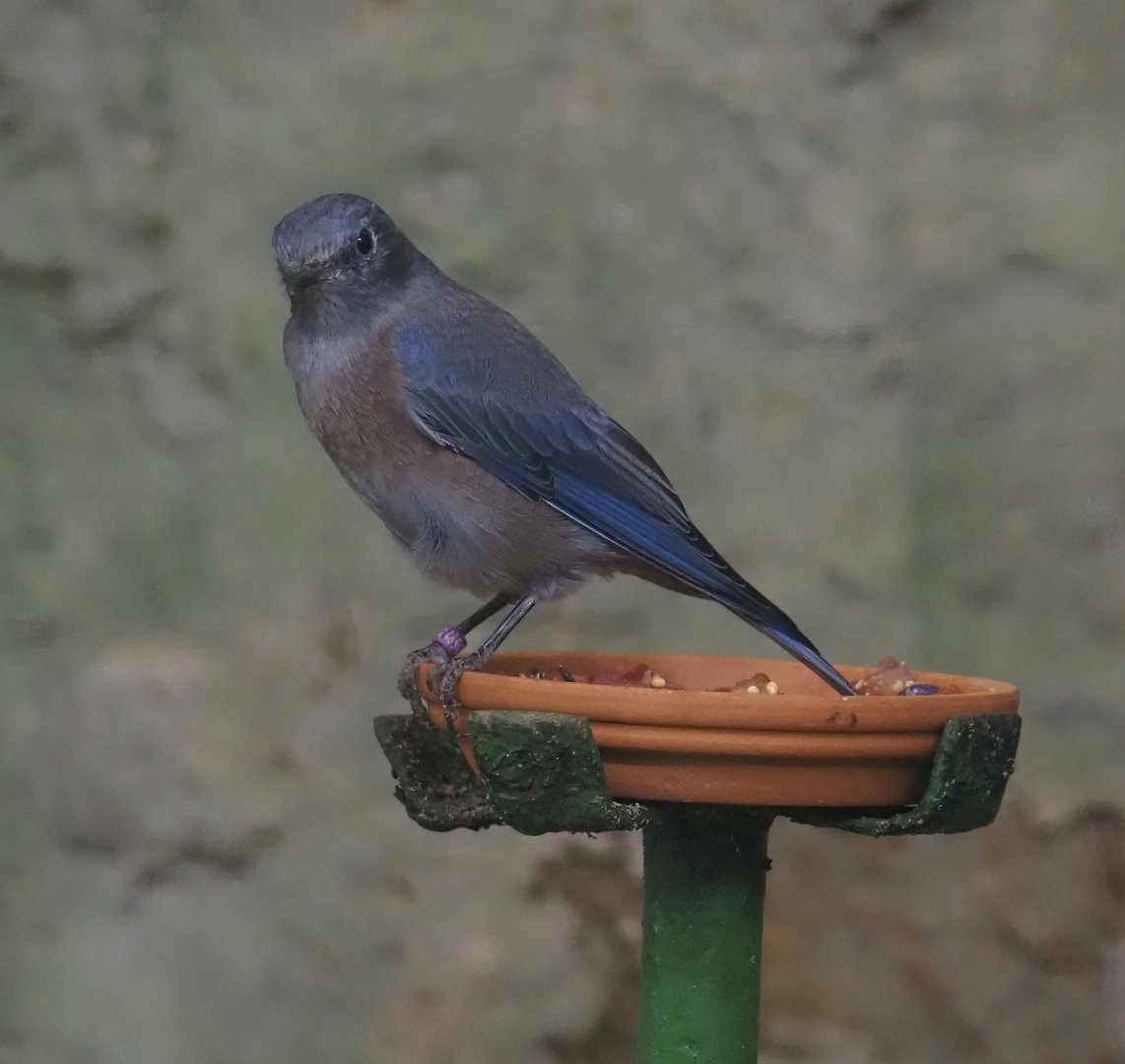 Western bluebird (Sialia mexicana), 2024-05-23