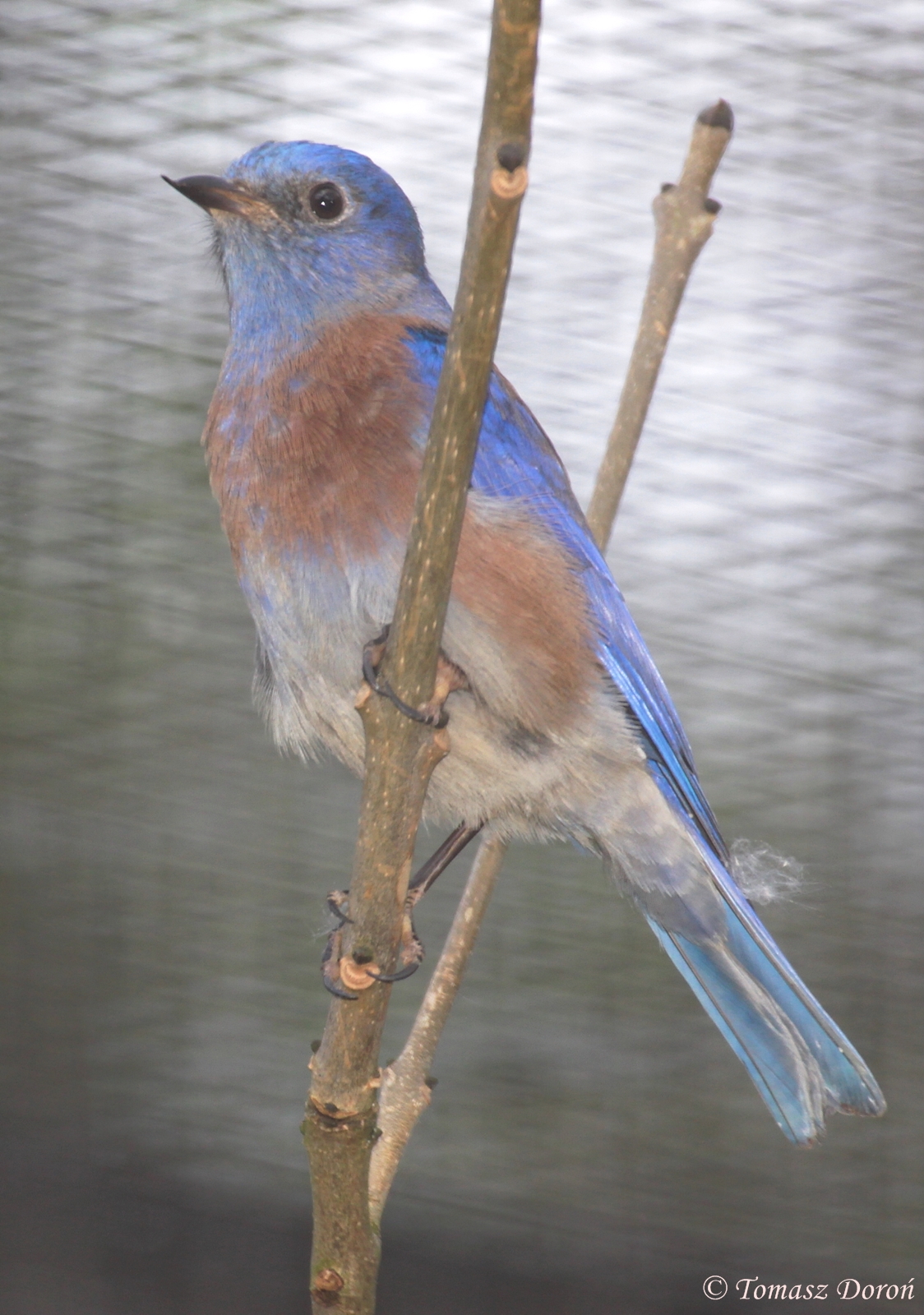 Western Bluebird (Sialia mexicana) male