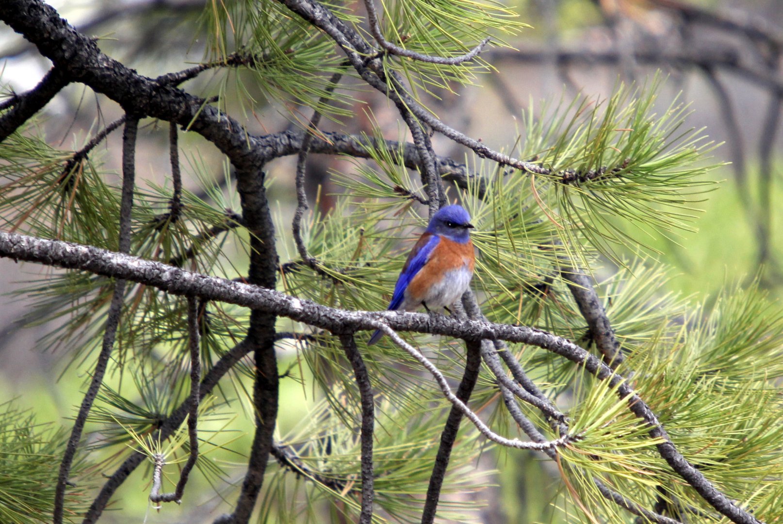 western bluebird (Sialia mexicana)